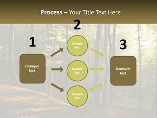 A Forest Filled With Lots Of Trees And Leaves PowerPoint Template