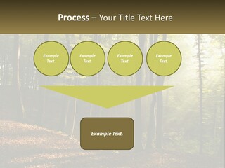 A Forest Filled With Lots Of Trees And Leaves PowerPoint Template