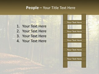 A Forest Filled With Lots Of Trees And Leaves PowerPoint Template