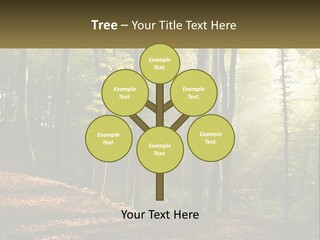 A Forest Filled With Lots Of Trees And Leaves PowerPoint Template