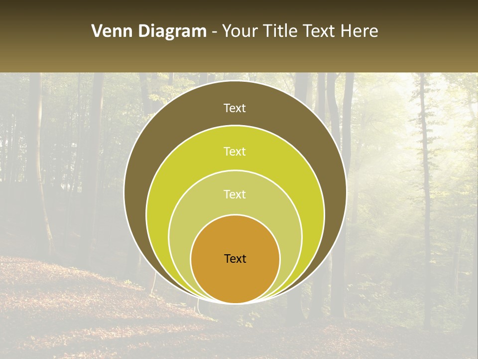 A Forest Filled With Lots Of Trees And Leaves PowerPoint Template