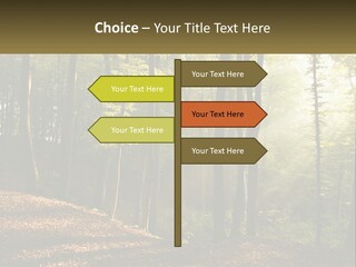 A Forest Filled With Lots Of Trees And Leaves PowerPoint Template