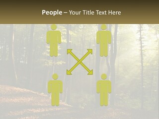 A Forest Filled With Lots Of Trees And Leaves PowerPoint Template