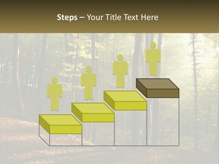 A Forest Filled With Lots Of Trees And Leaves PowerPoint Template