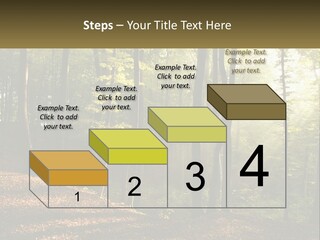 A Forest Filled With Lots Of Trees And Leaves PowerPoint Template