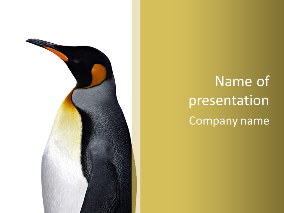 A Penguin Standing Next To A Wall With A White Background PowerPoint Template
