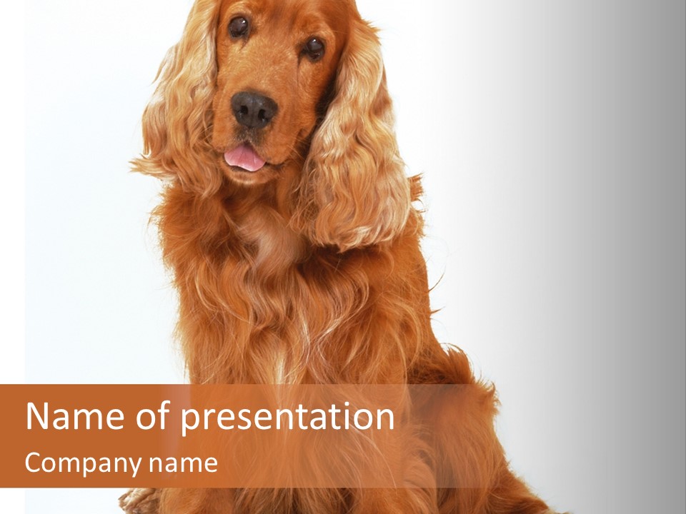 A Brown Dog Sitting On Top Of A White Floor PowerPoint Template