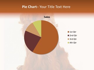 A Brown Dog Sitting On Top Of A White Floor PowerPoint Template