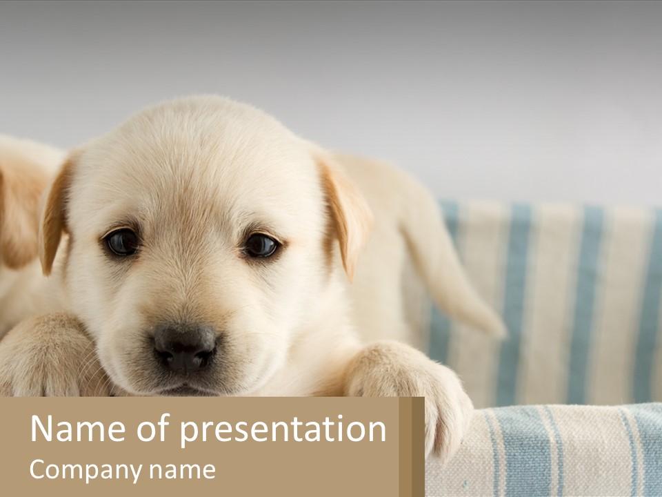 A Puppy Laying On A Couch With A Sign In Front Of Him PowerPoint Template