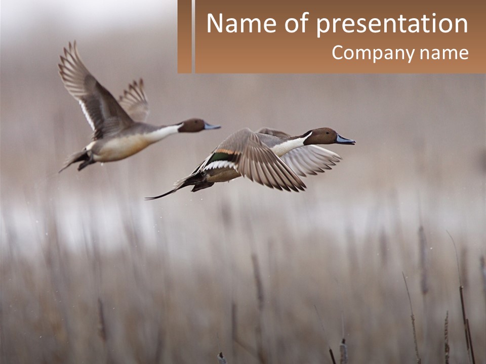 A Couple Of Birds Flying Over A Dry Grass Field PowerPoint Template