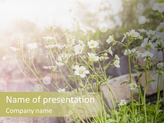 A Bunch Of Flowers That Are In The Grass PowerPoint Template