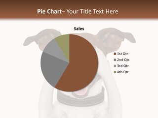 A Dog Is Covering His Eyes With His Hands PowerPoint Template