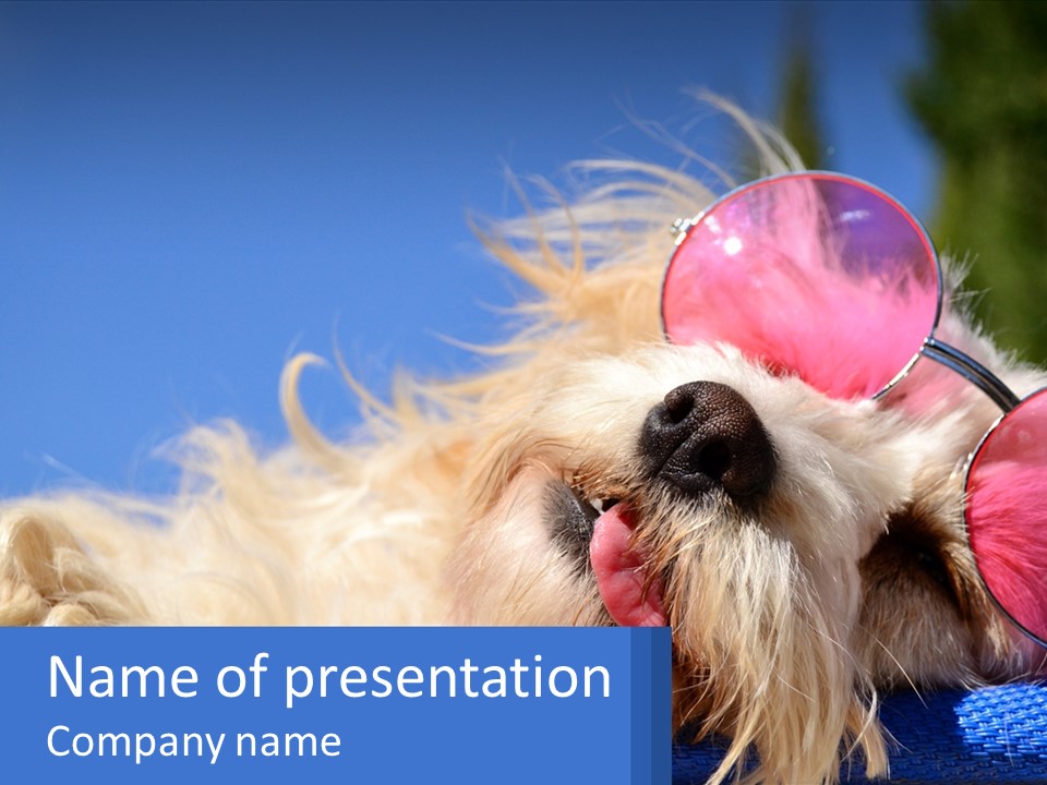 A Dog With Pink Sunglasses Laying On Top Of A Blue Blanket PowerPoint Template
