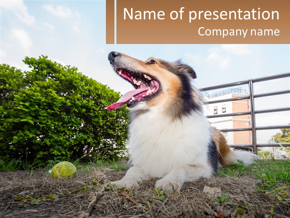 A Dog Is Sitting In The Grass With A Tennis Ball PowerPoint Template