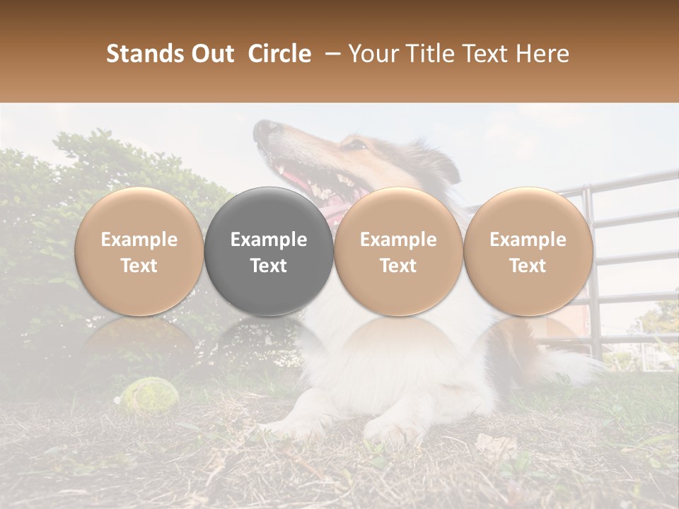 A Dog Is Sitting In The Grass With A Tennis Ball PowerPoint Template
