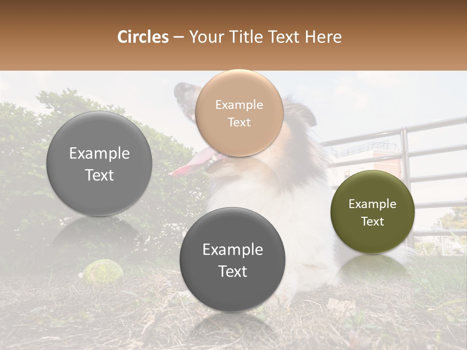 A Dog Is Sitting In The Grass With A Tennis Ball PowerPoint Template