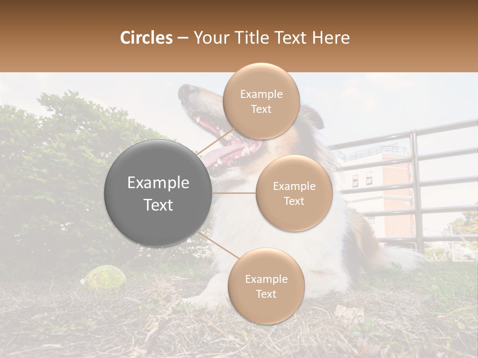 A Dog Is Sitting In The Grass With A Tennis Ball PowerPoint Template