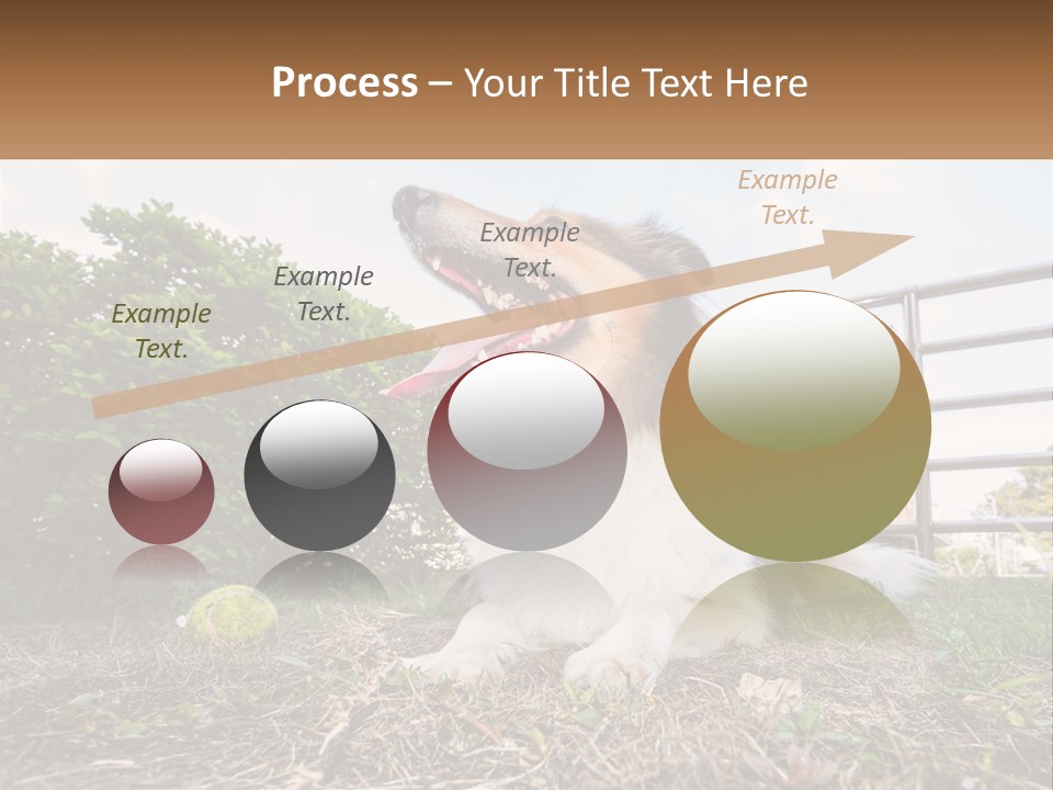 A Dog Is Sitting In The Grass With A Tennis Ball PowerPoint Template