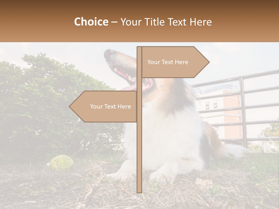 A Dog Is Sitting In The Grass With A Tennis Ball PowerPoint Template