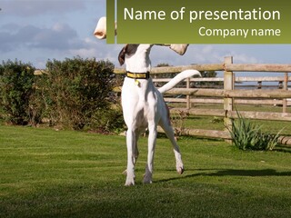 A Dog Jumping Up In The Air To Catch A Frisbee PowerPoint Template