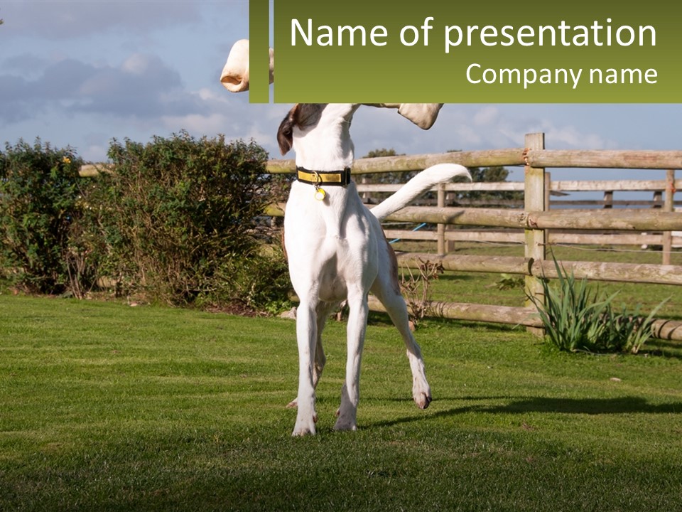 A Dog Jumping Up In The Air To Catch A Frisbee PowerPoint Template