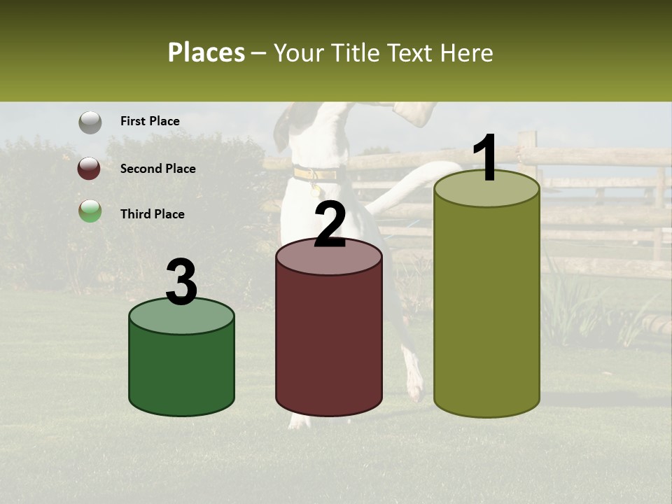 A Dog Jumping Up In The Air To Catch A Frisbee PowerPoint Template