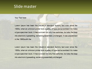 A Dog Jumping Up In The Air To Catch A Frisbee PowerPoint Template