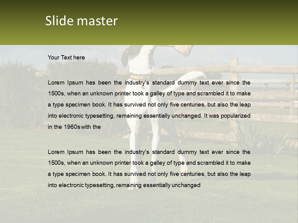 A Dog Jumping Up In The Air To Catch A Frisbee PowerPoint Template