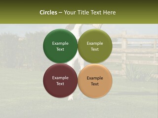 A Dog Jumping Up In The Air To Catch A Frisbee PowerPoint Template