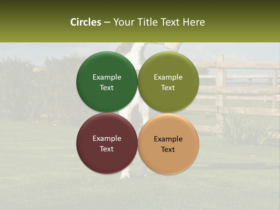 A Dog Jumping Up In The Air To Catch A Frisbee PowerPoint Template