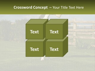 A Dog Jumping Up In The Air To Catch A Frisbee PowerPoint Template