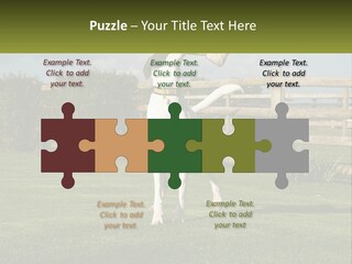 A Dog Jumping Up In The Air To Catch A Frisbee PowerPoint Template