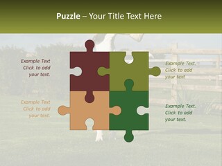 A Dog Jumping Up In The Air To Catch A Frisbee PowerPoint Template