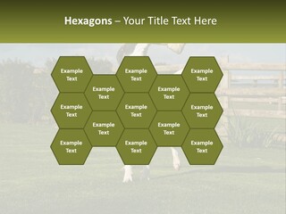 A Dog Jumping Up In The Air To Catch A Frisbee PowerPoint Template