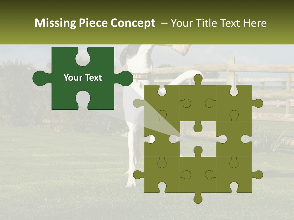 A Dog Jumping Up In The Air To Catch A Frisbee PowerPoint Template