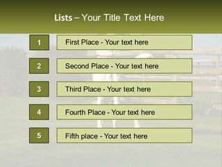 A Dog Jumping Up In The Air To Catch A Frisbee PowerPoint Template