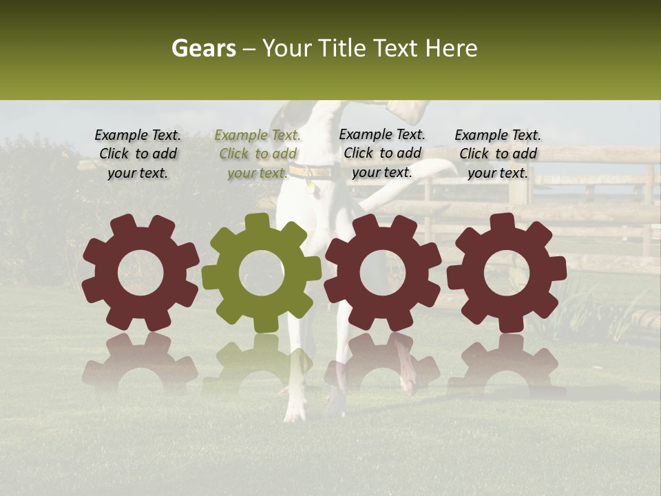 A Dog Jumping Up In The Air To Catch A Frisbee PowerPoint Template