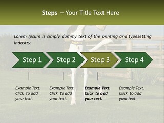 A Dog Jumping Up In The Air To Catch A Frisbee PowerPoint Template