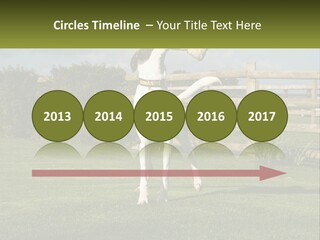 A Dog Jumping Up In The Air To Catch A Frisbee PowerPoint Template