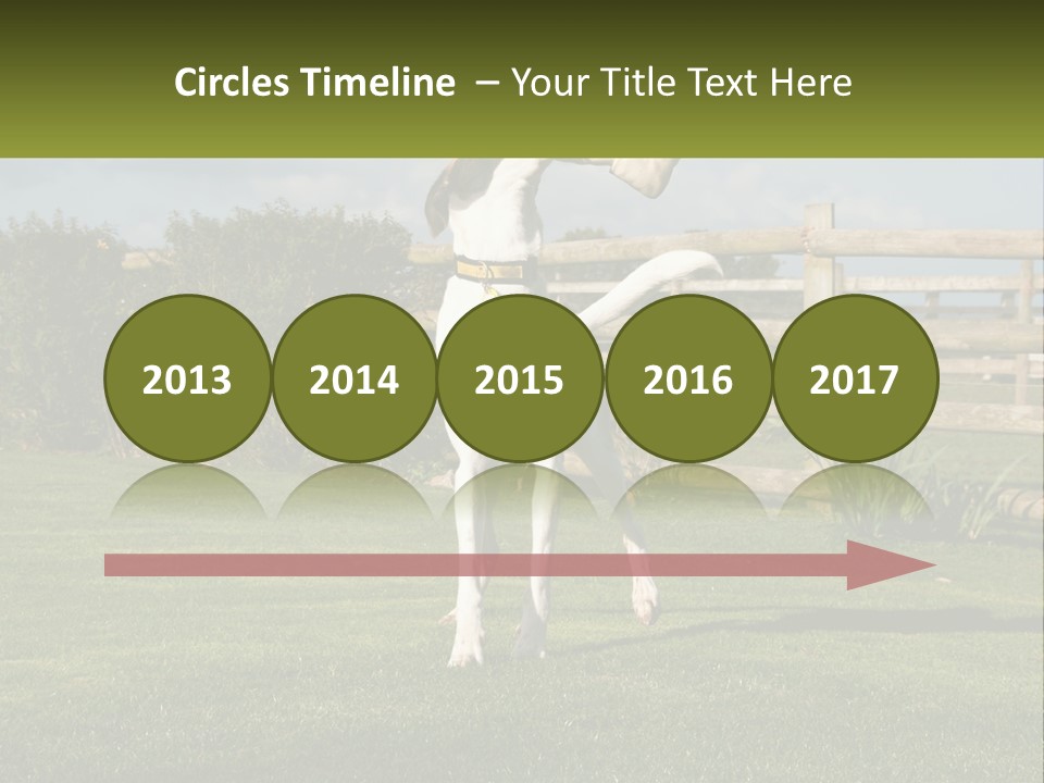 A Dog Jumping Up In The Air To Catch A Frisbee PowerPoint Template