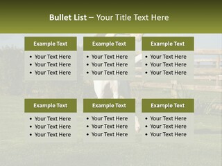 A Dog Jumping Up In The Air To Catch A Frisbee PowerPoint Template