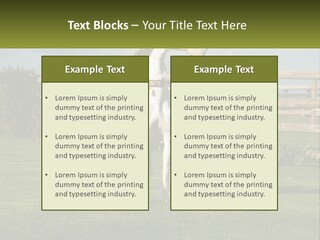 A Dog Jumping Up In The Air To Catch A Frisbee PowerPoint Template