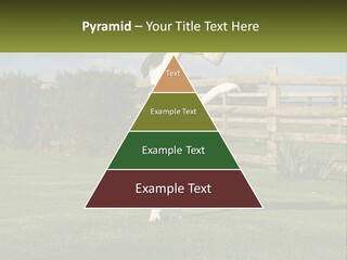 A Dog Jumping Up In The Air To Catch A Frisbee PowerPoint Template