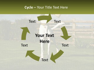 A Dog Jumping Up In The Air To Catch A Frisbee PowerPoint Template