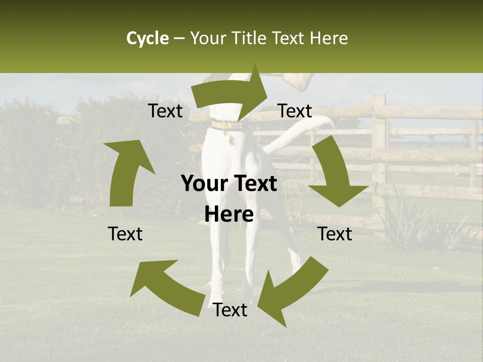 A Dog Jumping Up In The Air To Catch A Frisbee PowerPoint Template