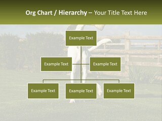 A Dog Jumping Up In The Air To Catch A Frisbee PowerPoint Template