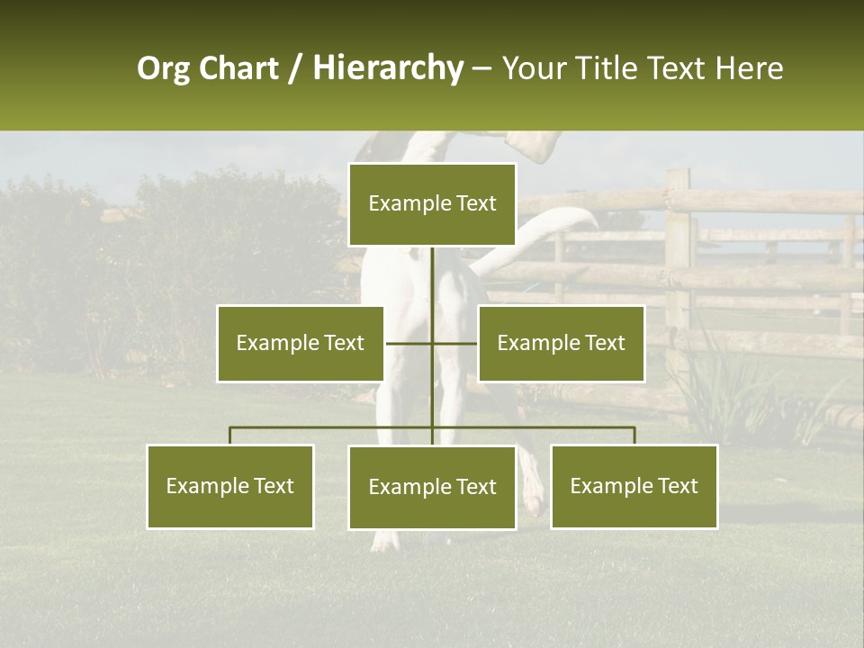 A Dog Jumping Up In The Air To Catch A Frisbee PowerPoint Template