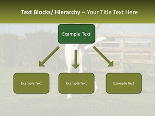 A Dog Jumping Up In The Air To Catch A Frisbee PowerPoint Template