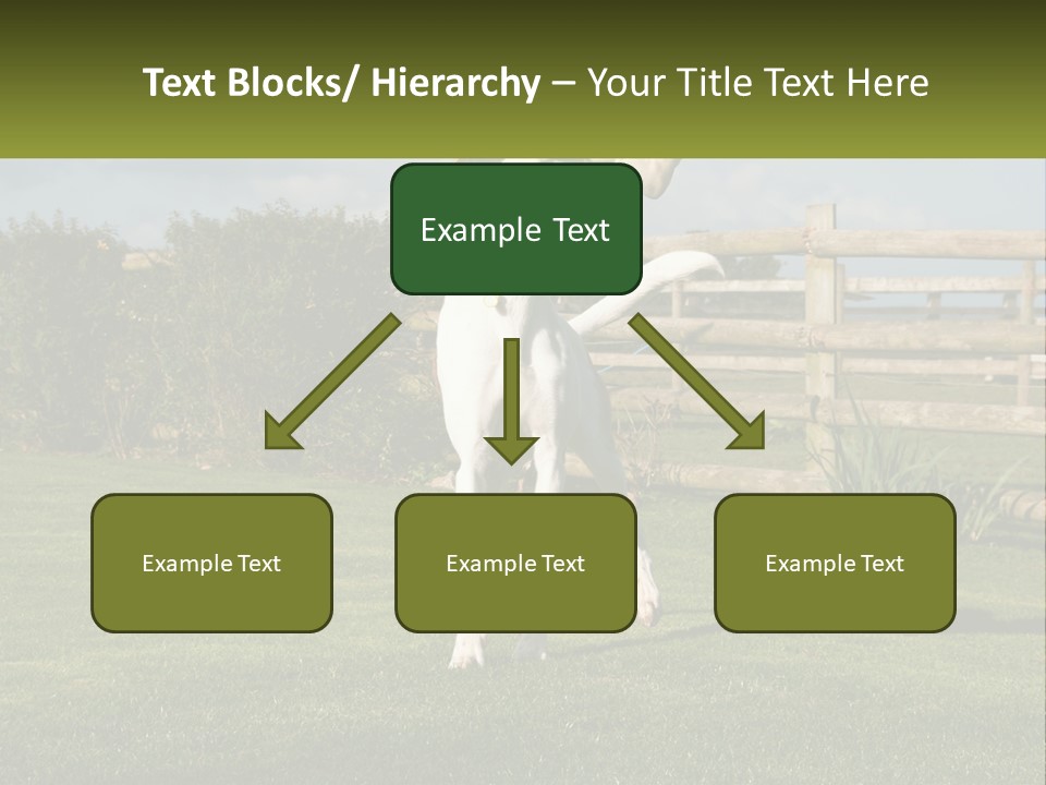 A Dog Jumping Up In The Air To Catch A Frisbee PowerPoint Template