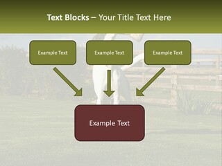 A Dog Jumping Up In The Air To Catch A Frisbee PowerPoint Template